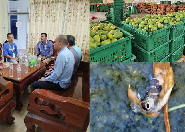 រោងចក្រកែច្នៃផ្លែស្វាយមួយកន្លែងបានបង្ហូរទឹកស្អុយចូលអូរ និងស្ទឹងសង្កែ បណ្តាលអោយងាប់ត្រីជាច្រើនក្បាល អាជ្ញាធរចុះពិនិត្យបន្ទាន់